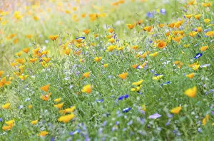 Images Dated 22nd March 2021: Wildflower meadow in Westgate Gardens, Canterbury, Kent, England