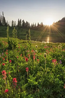 Rainier Prints: Wildflower meadows surround Lower Tipsoo Lake