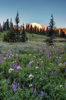 Rainier Prints: Wildflower meadows surround Lower Tipsoo Lake with Mt Rainier in the background