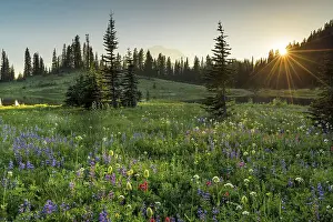 Rainier Prints: Wildflower meadows surround Lower Tipsoo Lake with Mt Rainier in the background