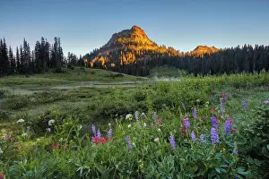 Rainier Prints: Wildflower meadows surround Lower Tipsoo Lake with Naches Peak in the background