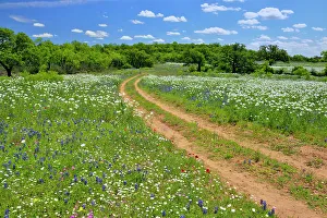 Pastures Prints: Wildflowers along the Art Hedwigs Hill Road, Mason County, Texas, USA