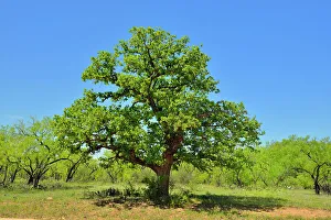 Oaks Prints: Wildflowers along the Art Hedwigs Hill Road, Mason County, Texas, USA