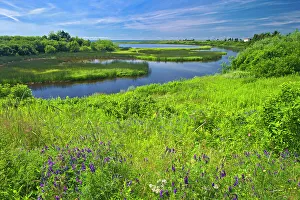 Brae Prints: Wildflowers on the coast West Cape, Prince Edward Island, Canada