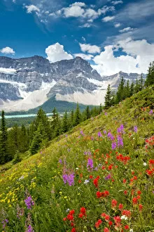 WIldflowers & Crowfoot Mountain, Banff National Park, Alberta, Canada