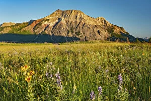 Images Dated 5th June 2023: WIldflowers on the Fescue Prairie and Vimy Peak. Waterton Lakes National Park, Alberta, Canada