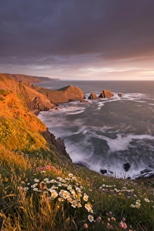Images Dated 29th May 2013: Wildflowers growing on the cliff tops above Hartland Point, looking south to Screda Point