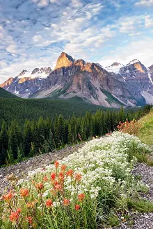 Range Prints: Wildflowers and Mount Babel, Canadian Rockies, Alberta, Canada