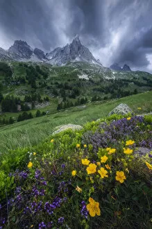 French Alps Gallery: Wildflowers in Parque National des Ecrins, France