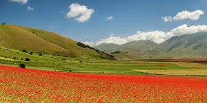 Poppy Prints: Wildflowers on Piano Grande, Sibillini National Park, Umbria, Italy