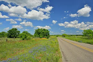Pastures Prints: Wildflowers along Ranch Road 152, Llano County, Texas, USA