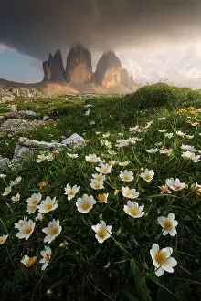 Dreizinnenhutte Prints: Wildflowers (Ranunculaceae) below the iconic Tre Cime di Lavaredo. Dolomites, Italy