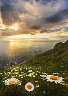 Daisy Prints: Wildflowers on a sea cliff in spring, Gatzelugaxte, Basque Country, Spain