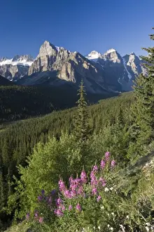 Wildflowers and Valley of 10 Peaks (Wenkchemna Peaks) at sunrise