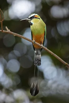 Nicaragua Gallery: Wildlife, Birds, Turquoise-Browed Motmot (Eumomota superciliosa