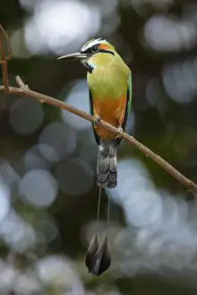 Americas Prints: Wildlife, Birds, Turquoise-Browed Motmot (Eumomota superciliosa