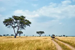 Jeep Prints: Wildlife game drive in Africa, Queen Elizabeth National Park, Kasese, Rwenzururu