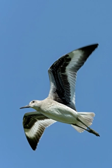 Melita Prints: Willet (Tringa semipalmata) in flight, Melita, Manitoba, Canada