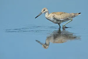Willet (Tringa semipalmata), Muskoka, Ontario, Canada