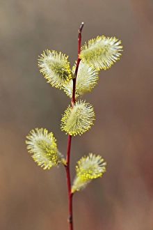 Winnipeg Prints: Willow catkins (flowers) Salix sp.. Little Mountain Park, Winnipeg, Manitoba, Canada