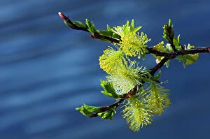 Images Dated 20th April 2023: Willow catkins (Salix sp.) in spring Banff National Park, Alberta, Canada