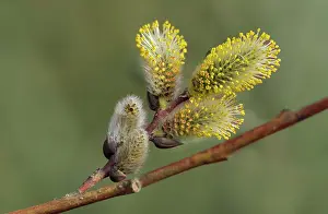 Winnipeg Prints: Willow catkins (Salix sp.) in spring (pussy willows) Winnipeg, Manitoba, Canada