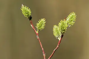 Winnipeg Prints: Willow catkins (Salix sp.) in spring (pussy willows) Winnipeg, Manitoba, Canada