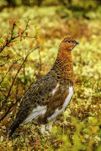 Adaptation Prints: Willow ptarmigan (Lagopus lagopus), Tasiujaq, Nunavik, Canada