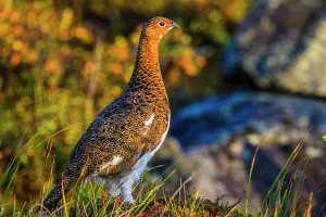 Adaptation Prints: Willow ptarmigan (Lagopus lagopus), Tasiujaq, Nunavik, Canada