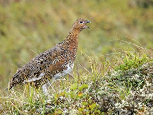 Nunavik Prints: Willow Ptarmigan (Lagopus lagopus) in Nunavik, Quebec, Canada