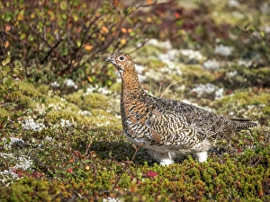 Nunavik Prints: Willow Ptarmigan (Lagopus lagopus) in Nunavik, Quebec, Canada