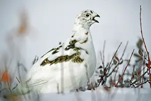 Manitoba Prints: Willow ptarmigan (Lagopus lagopus) on tundra Churchill, Manitoba, Canada