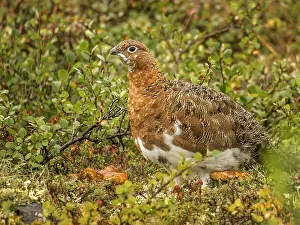 Willow Ptarmigan (Lagopus lagopus) on the tundra on the Ungava Peninsula in Nunavik, Quebec, Canada