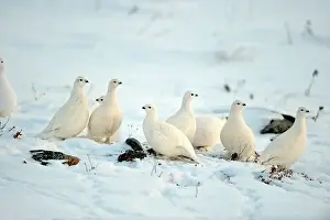 Gamebirds Prints: Willow ptarmigan (Lagopus lagopus) White winter phase