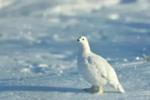 Arctic Animal Prints: Willow ptarmigan (Lagopus lagopus) White winter phase