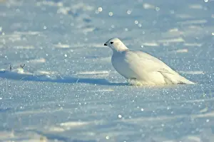 Arctic Animal Prints: Willow ptarmigan (Lagopus lagopus) White winter phase