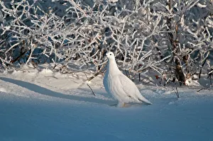 Manitoba Prints: Willow ptarmigan on snowy tundra Churchill, Manitoba, Canada