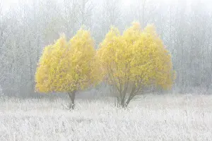 Prairie Province Prints: WIllow trees in autumn colors duirng a foggy morning Birds Hill Provincial Park