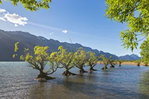 Willow trees in the waters of Lake Wakatipu. Glenorchy, Queenstown Lakes district
