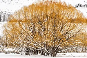 Carvings Prints: Willow trees in winter, Gardiner, Montana, USA