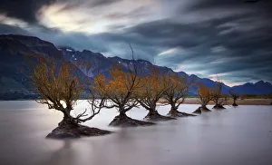 Willows in Lake Wakatipu, Glenorchy, Otago, New Zealand