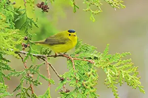 Winnipeg Prints: Wilson's Warbler (Cardellina pusilla) in cedar tree in spring