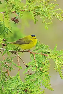 Winnipeg Prints: Wilson's Warbler (Cardellina pusilla) in cedar tree in spring