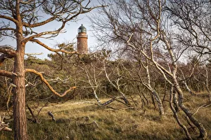 Darss Prints: Wind-bent trees at the Darsser Ort lighthouse, Mecklenburg-Western Pomerania