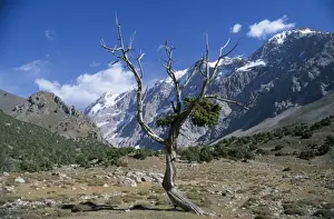 Tree Trunk Prints: A wind blasted tree high in the Sarykhodan Valley which runs beneath the sheer rock faces of the Fann Mountains