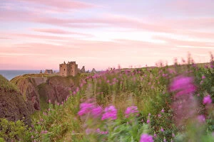 Aberdeenshire Gallery: Wind through the flowers at Dunottar castle, Stonehaven, eastern Scotland, United