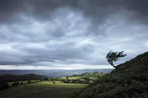Images Dated 25th November 2021: Windblown hawthorn tree, The Black Mountains, Brecon Beacons National Park, Powys, Wales