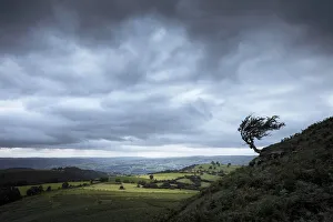 Powys Gallery: Windblown hawthorn tree, The Black Mountains, Brecon Beacons National Park, Powys, Wales