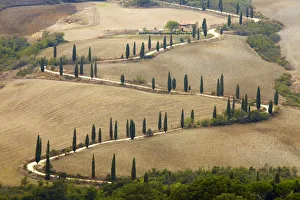 Shape Prints: Winding Cypress Tree Lined Road, La Foce, Tuscany, Italy