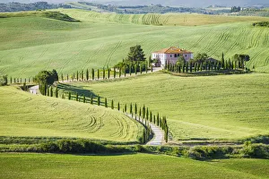 Winding Cypress Tree-lined Road & Villa, Montalcino, Tuscany, Italy